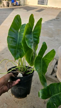 Philodendron Burl Max 