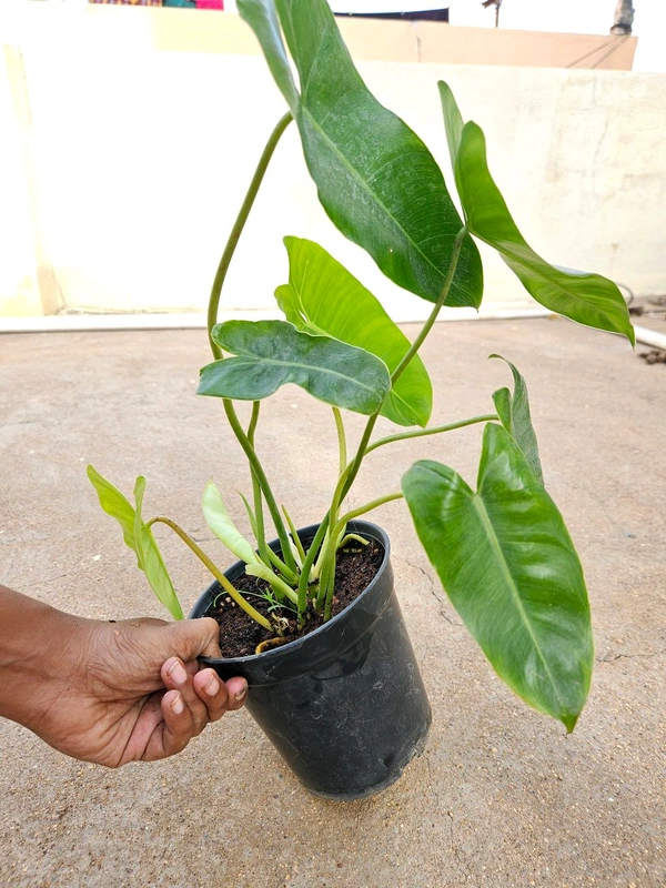 Philodendron Burl Max 