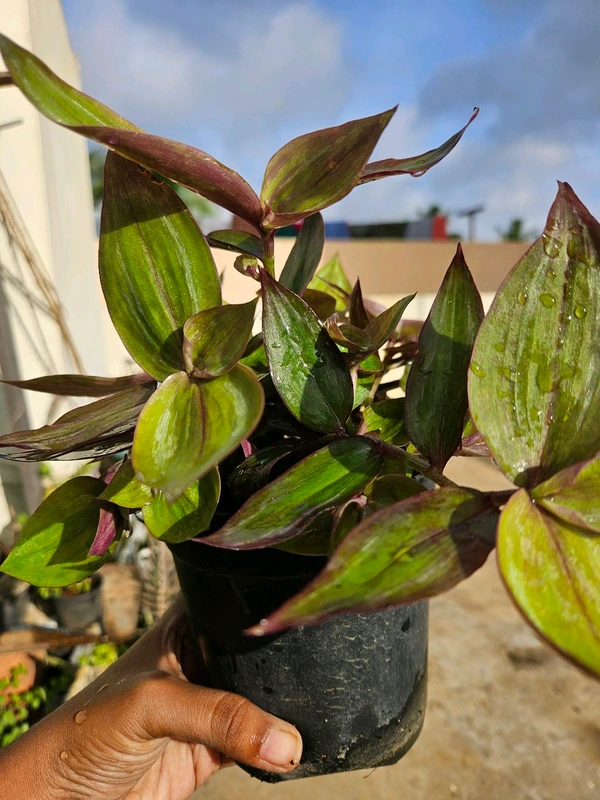Wandering Jew