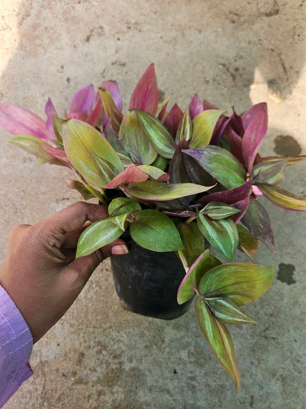 Wandering Jew