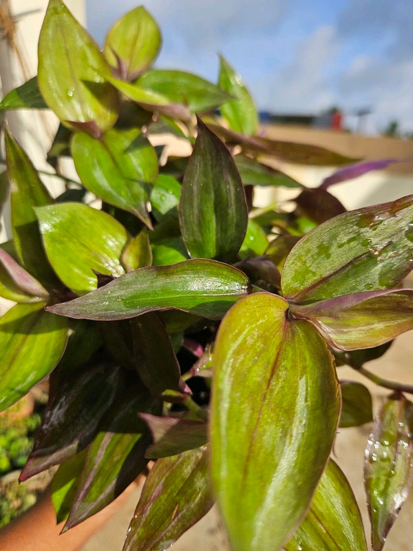 Wandering Jew