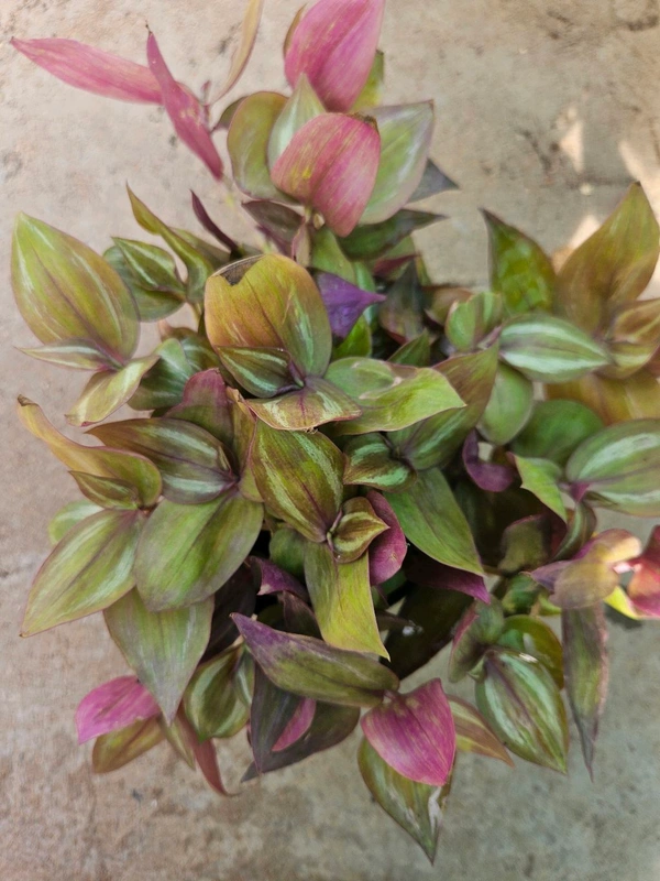 Wandering Jew