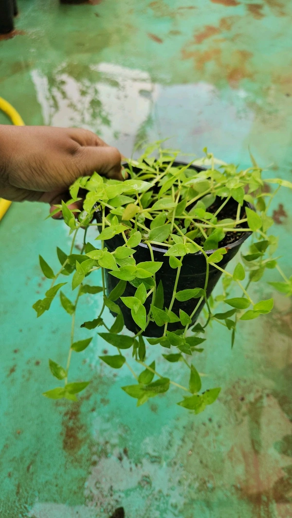 Turtle Vine