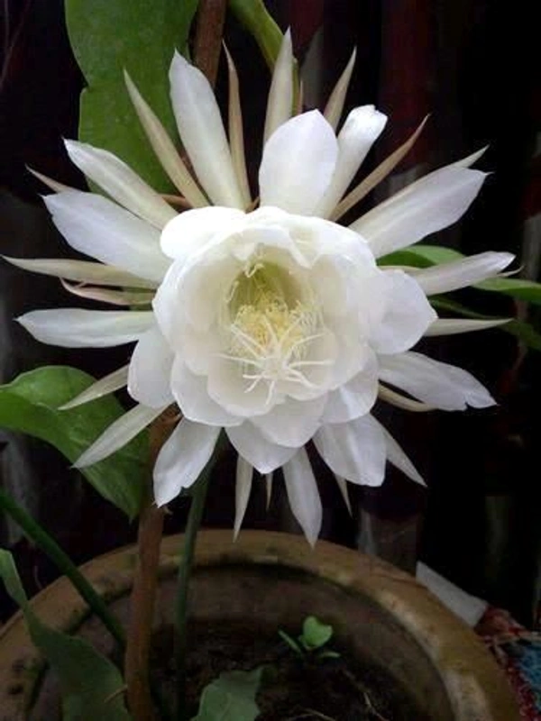 Brahmakamal Plant