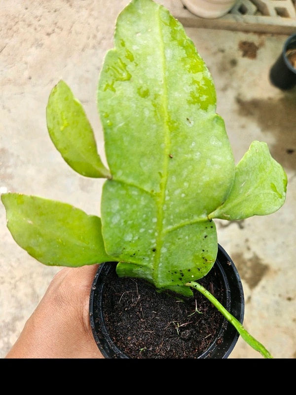 Brahmakamal Plant