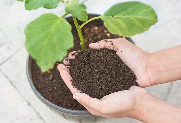 Vermicompost - 1 KG