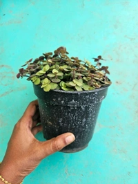 Turtle Vine Dark