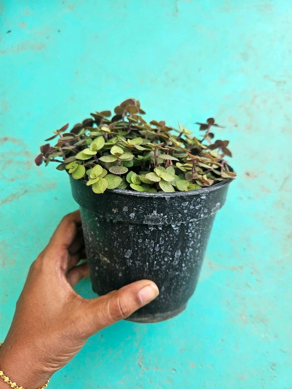 Turtle Vine Dark