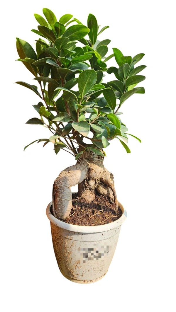 Ficus Bonsai