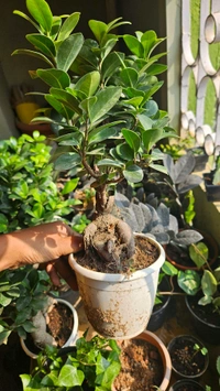 Ficus Bonsai