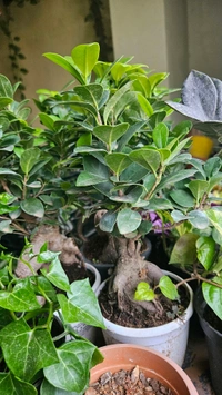 Ficus Bonsai