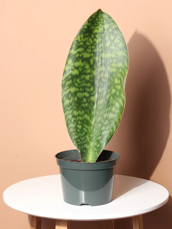 Whalefin Sansevieria