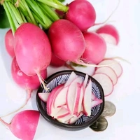 Radish Pink (Long) - 1, 500g