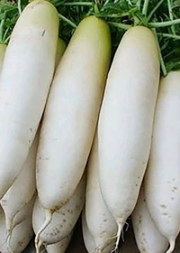 Fresh  Radish - 250g, White, White