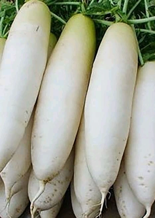 Fresh  Radish - 250g, White, White