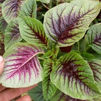 GREEN Amaranths - 1 Bunch, (Harive Soppu) Green, 500gm