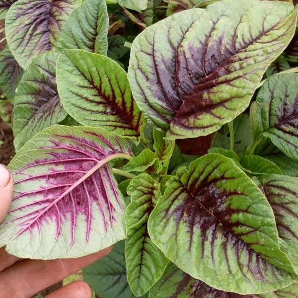 GREEN Amaranths - 1 Bunch, (Harive Soppu) Green, 500gm