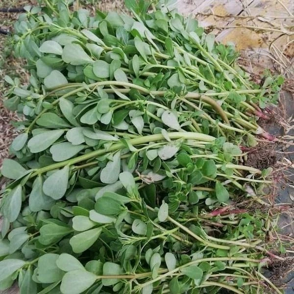 Fenugreek - (Methi), 250g