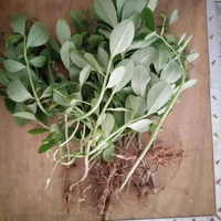 Fenugreek - (Methi), 250g