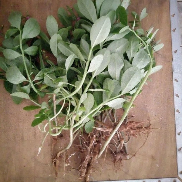 Fenugreek - (Methi), 250g