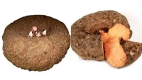 Yam - 1 Pc, (Suvarna Gadde), 500gm
