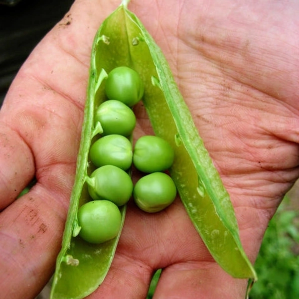 Peas - 500gm