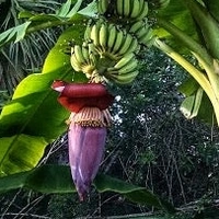 Banana Flower  - 1 Pc