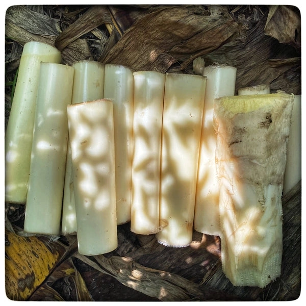 Banana Stem - 1 Pc