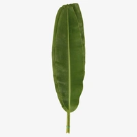 Banana Leaves  - 5 Pc