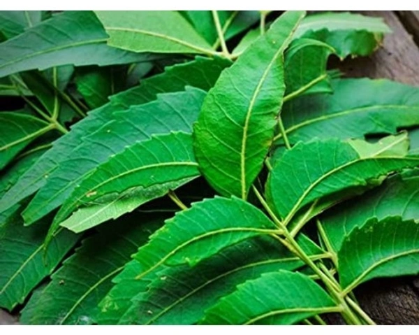 Neem Leaves  - Japanese Laurel, 50gm