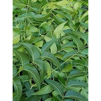 Neem Leaves  - Japanese Laurel, 50gm