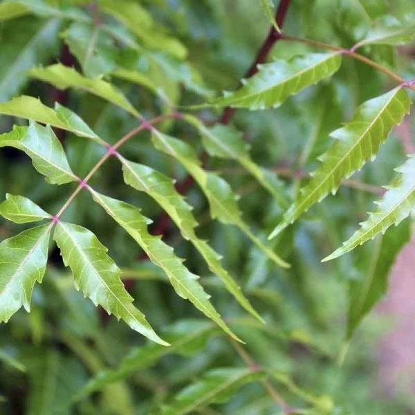 Neem Leaves  - Japanese Laurel, 50gm