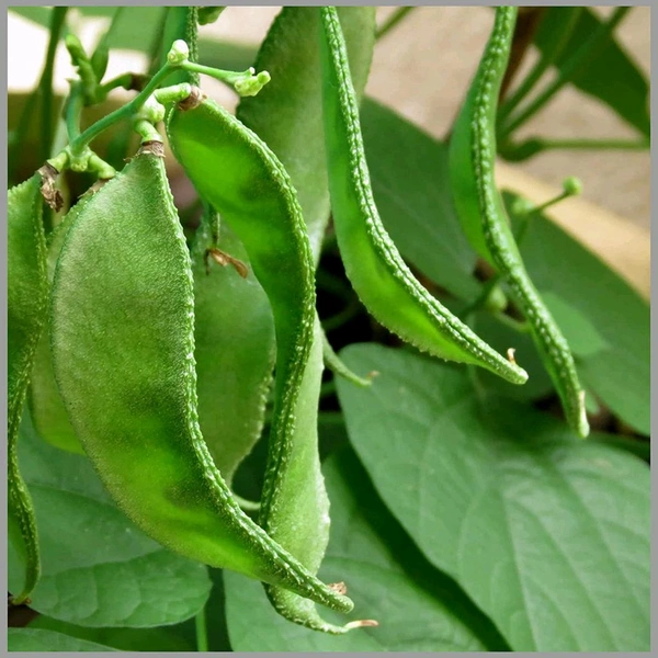Broad Beans  - 250gm