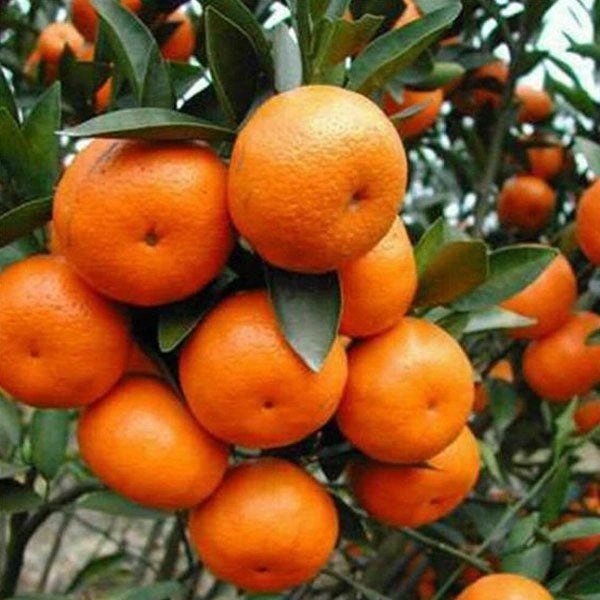 Orange  - 4pcs(600-800gm)