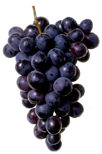 Graps Bangalore Blue - 500 gm