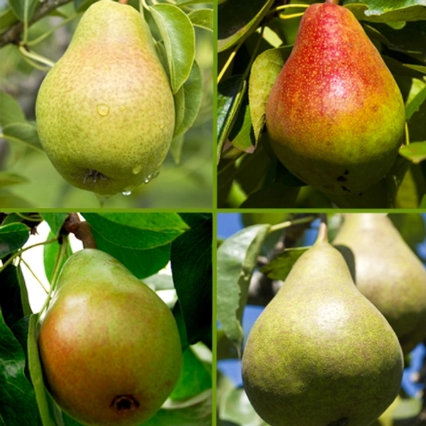 Pear - 4pcs(500 To 600g)