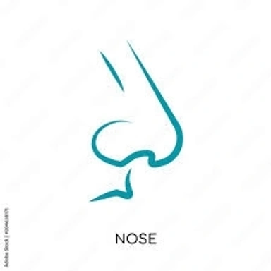 Nose