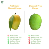 Dudhiya Malda/Langra Mango - 1kg