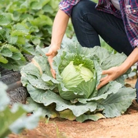 Cabbage (Patta Gobhi) - पत्ता गोभी  - 500gm