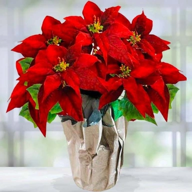 Plant & Flower