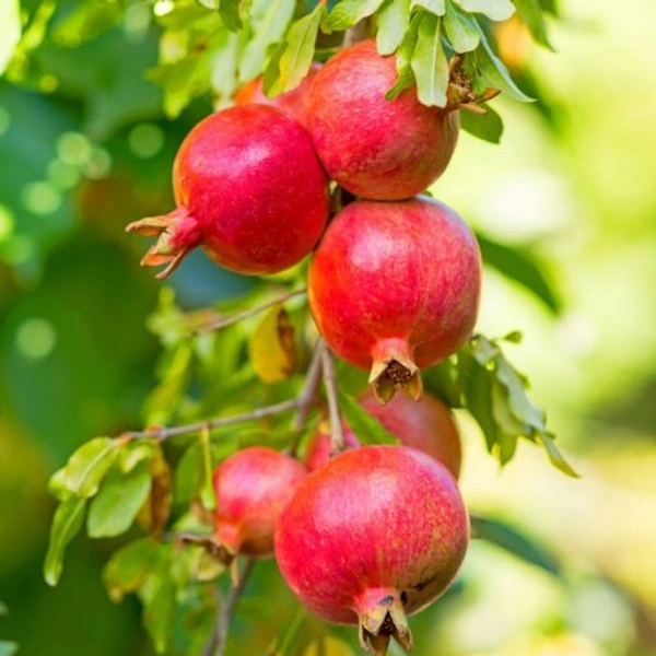 Annar (Pomegranate) - 1 Kg
