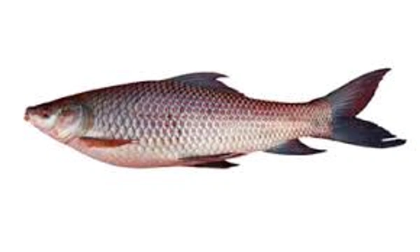 Rohu - 500g