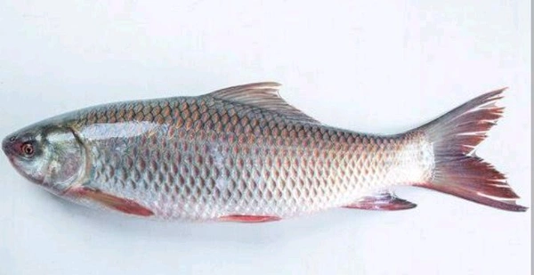 Rohu Local  - 1kg