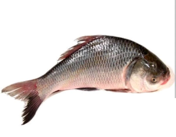Catla  - 500