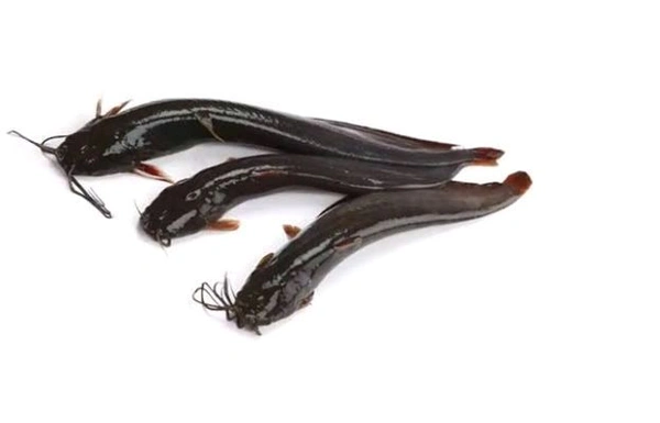 Stinging Catfish  - 500