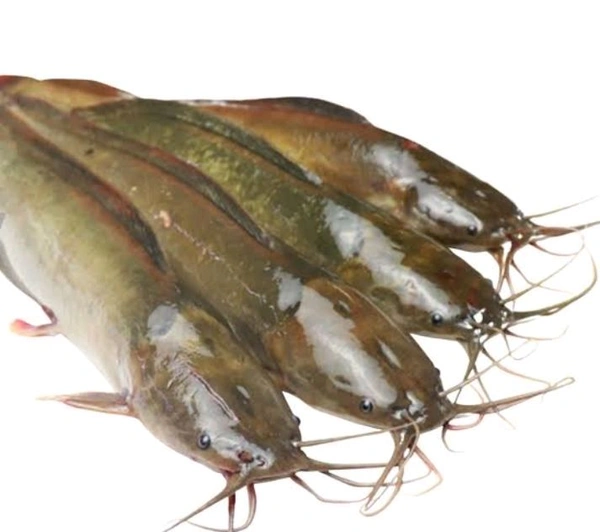 Magur Fish  - 1kg
