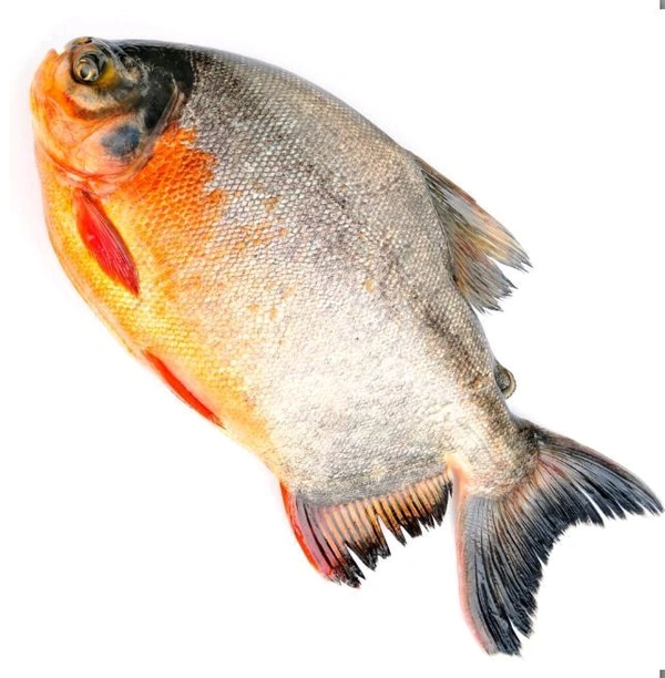 Rup Chanda Fish - 500