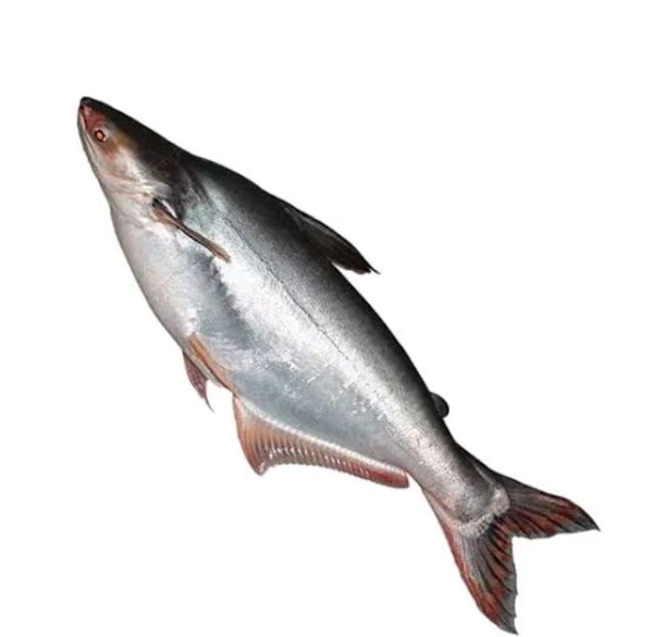 Koss Fish - 500