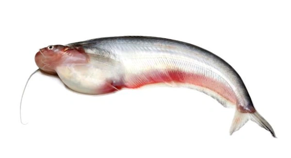 Pabho Fish  - 500