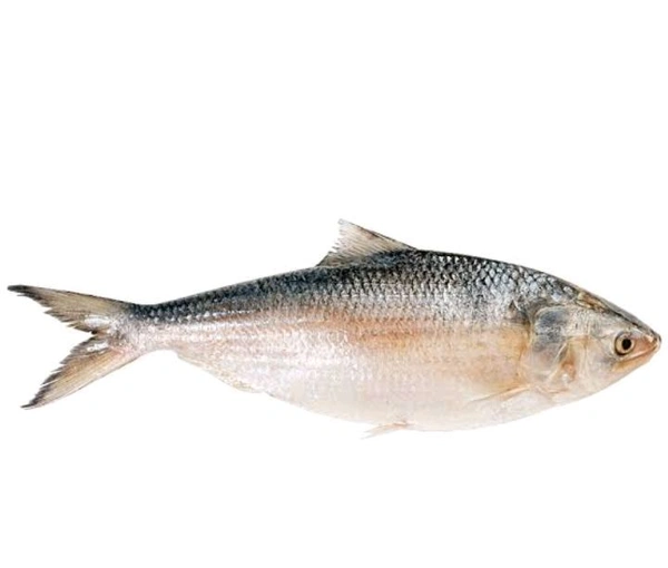 Illish Fish  - 500